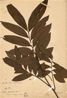 藏品(龍眼)的圖片